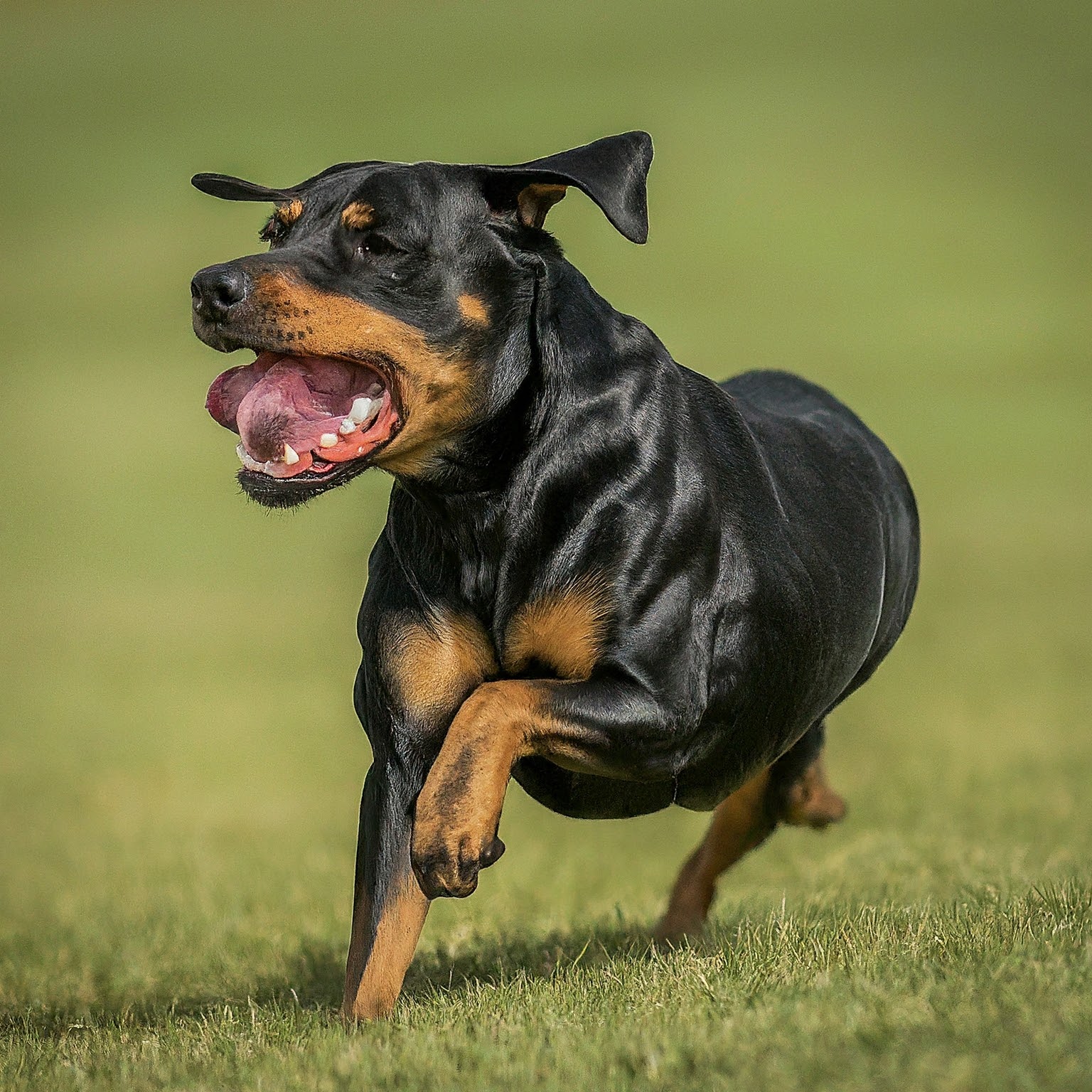 Dog Boarding for Aggressive Dogs: Find the Best Place for Your Pet