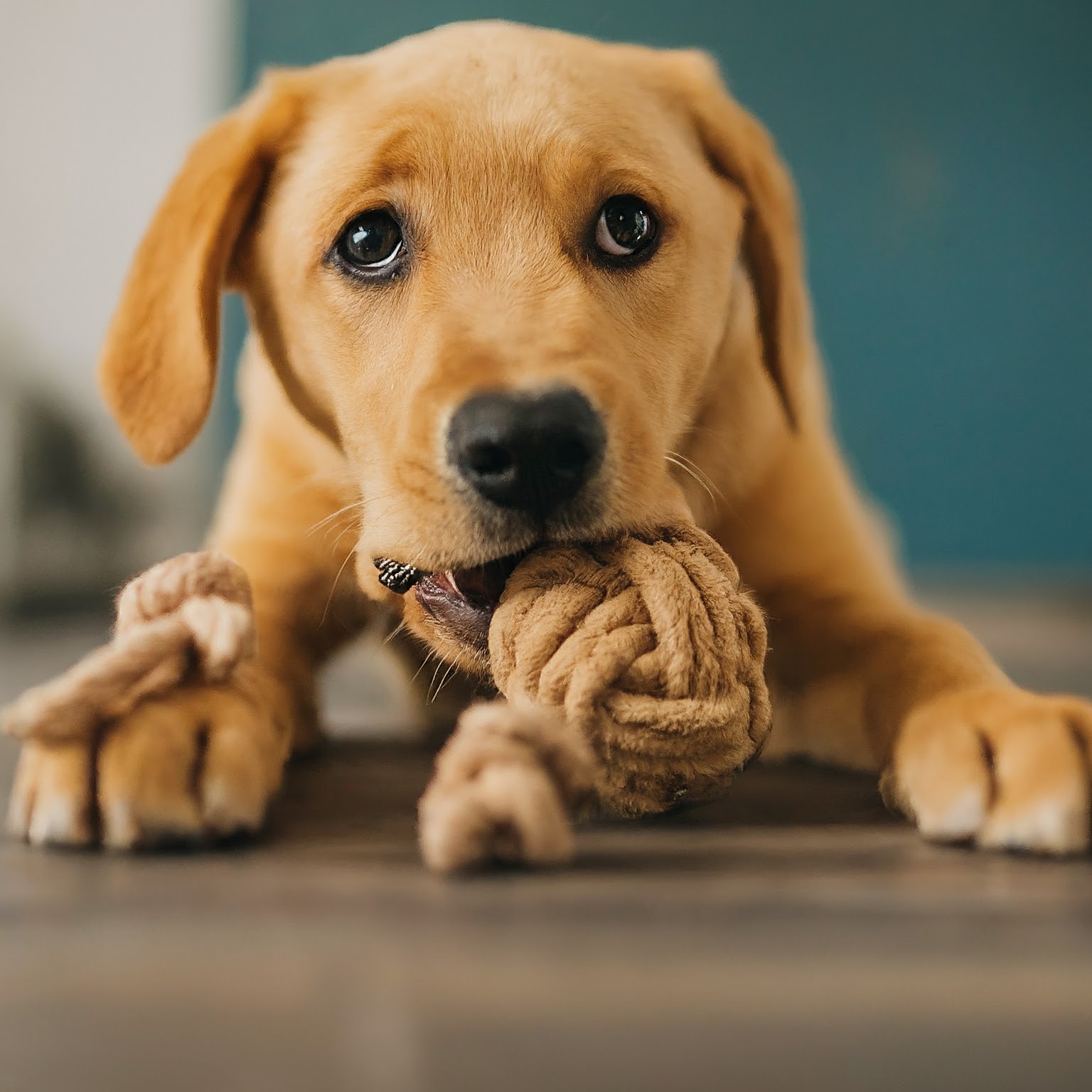 10 Puppy Care Tips for First-Time Owners