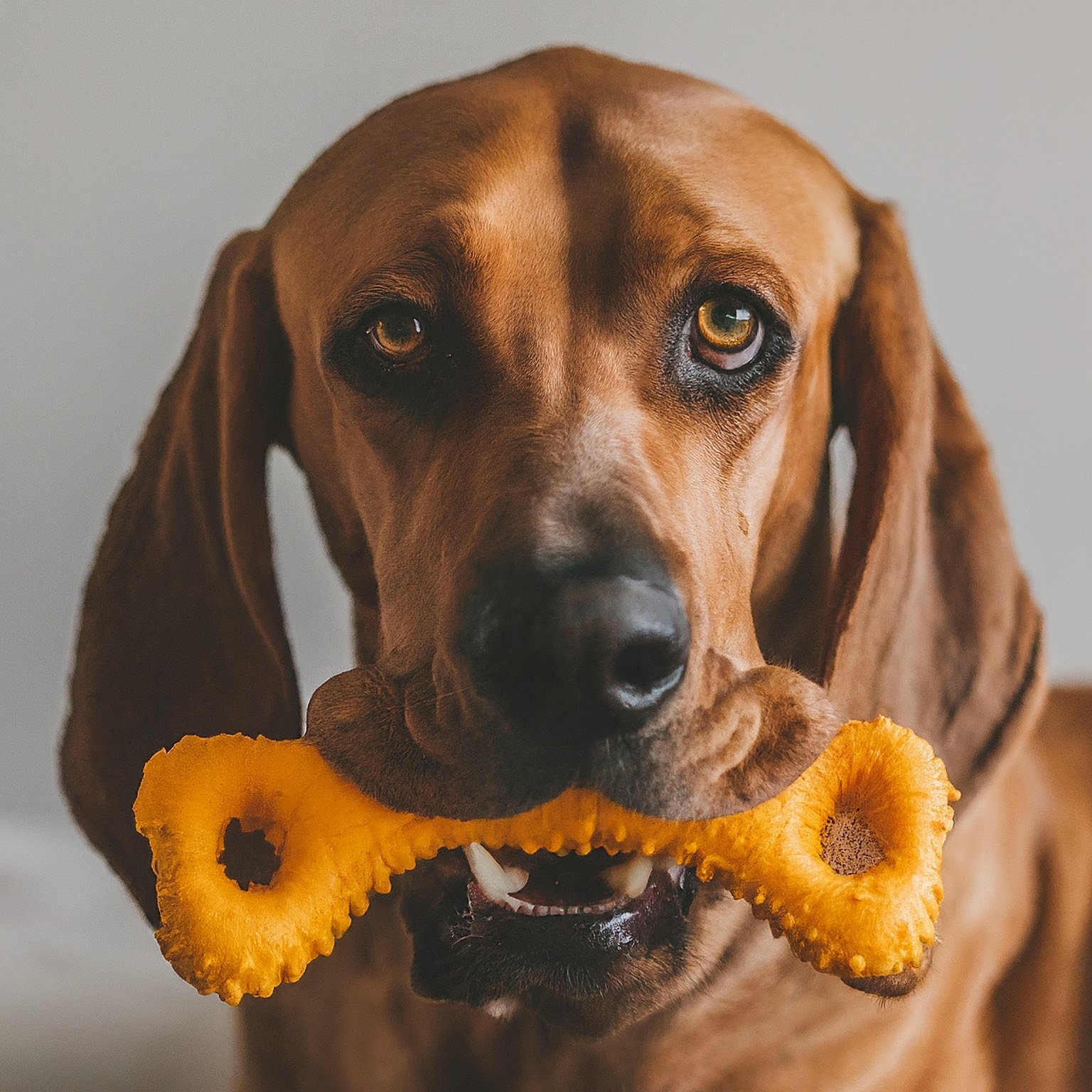 DIY Pet Toys for Training Your Dog and Cat