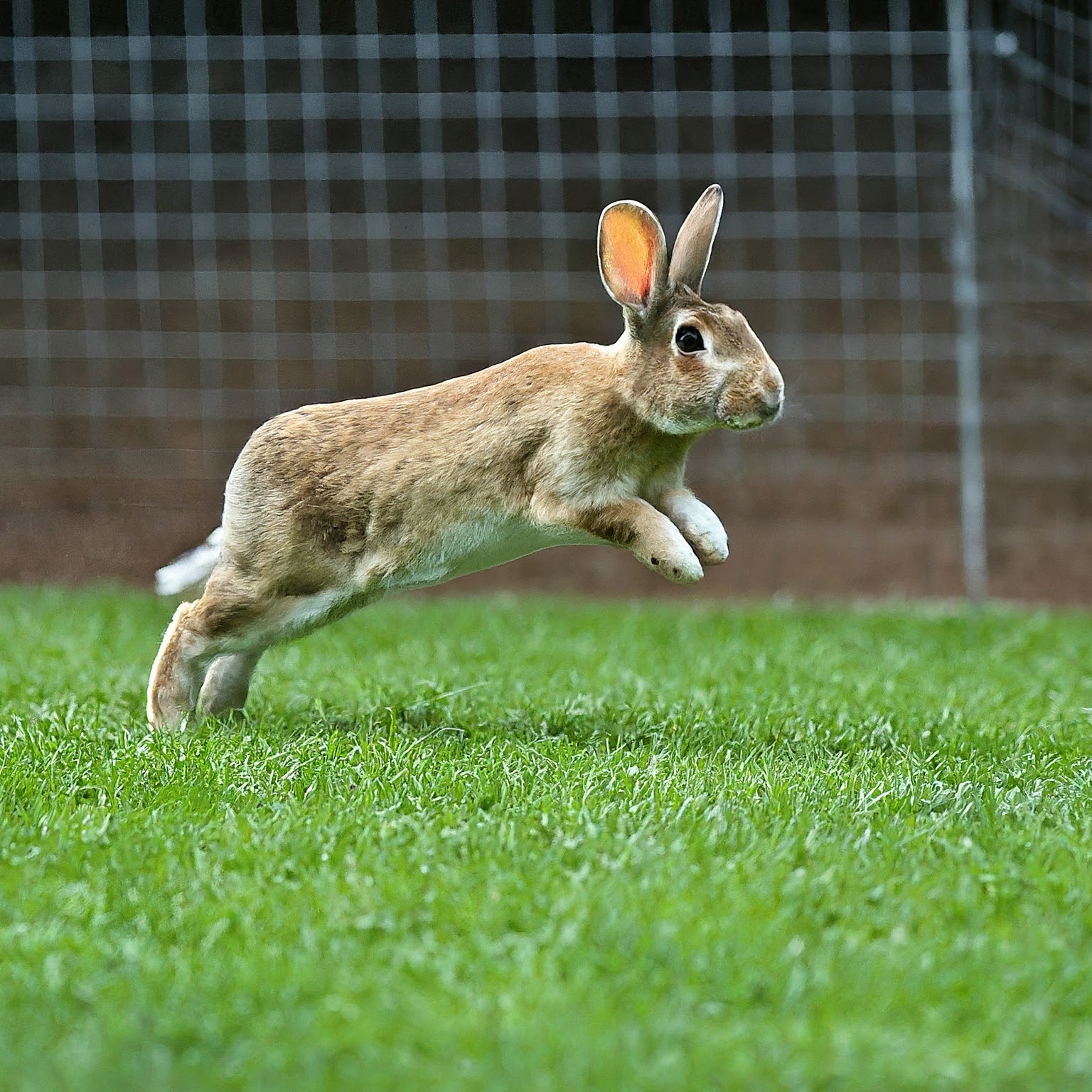 30-Minute Pet-Friendly Exercise Routine